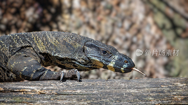 花边巨蜥(Varanus varius)